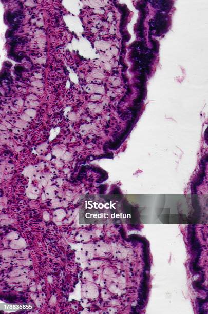 Cilliated Tkanki Nabłonka - zdjęcia stockowe i więcej obrazów Adhezja komórek - Adhezja komórek, Chusteczka higieniczna, Część ciała zwierzęcia