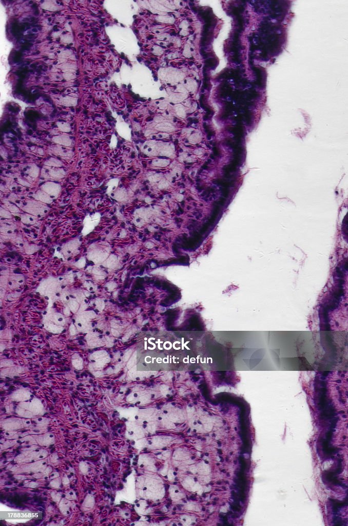 cilliated эпителий ткани - Стоковые фото Cell junction роялти-фри
