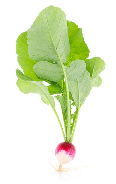 istock fresh juicy radish with green leaves 178837018