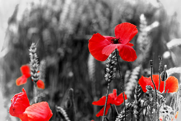 istock Poppies / Poppy for Remembrance Day 178837022