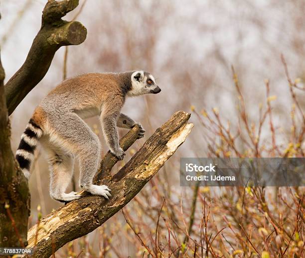 Lémur De Cola Anillada En Un Foto de stock y más banco de imágenes de Aire libre - Aire libre, Alerta, Animal