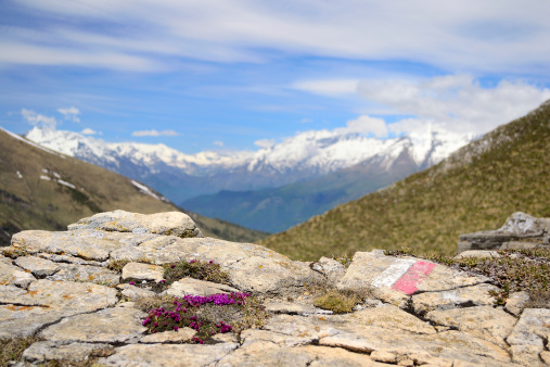 Selective focus on new born flowers (purple saxifrage) amid rocks in the foreground (with footpath's red white signpost) and snowcapped mountain range in the background.