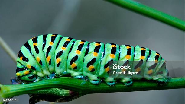 Wild Caterpillar Papilio - Fotografie stock e altre immagini di Arancione - Arancione, Bruco, Chiazzato