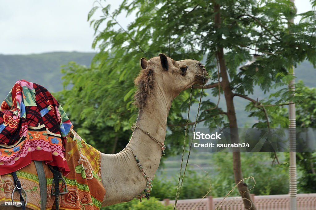 Wunderschöne Kamel - Lizenzfrei Asien Stock-Foto