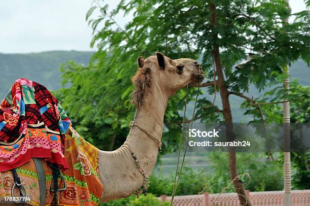 Wunderschöne Kamel Stockfoto und mehr Bilder von Asien - Asien, Bundesstaat Rajasthan, Exotik