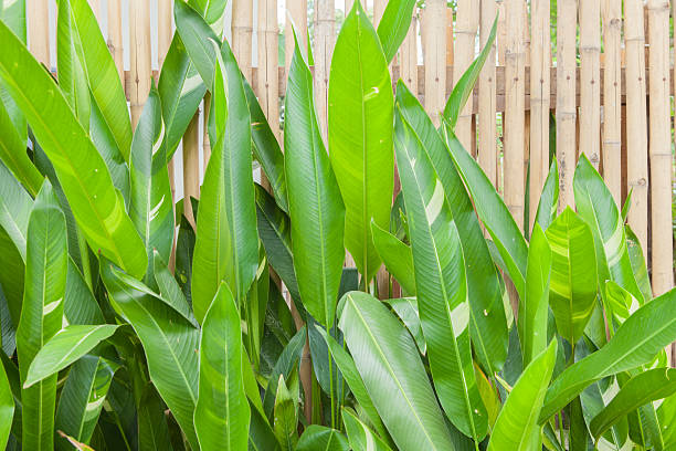 istock big leaves the fence 178837247