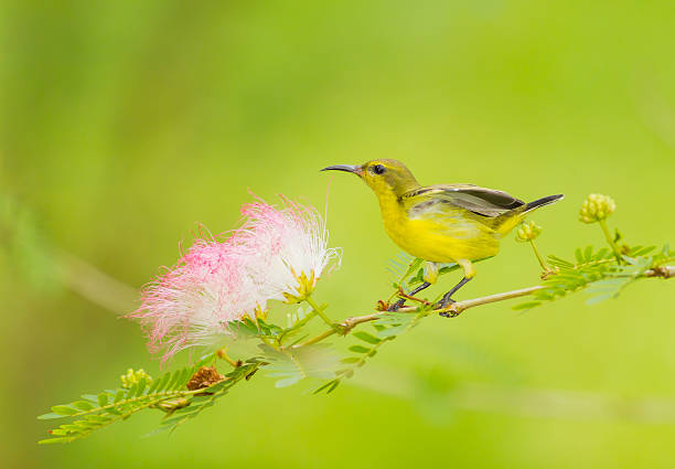 istock Beautiful female Olive-backed sunbird 178837376