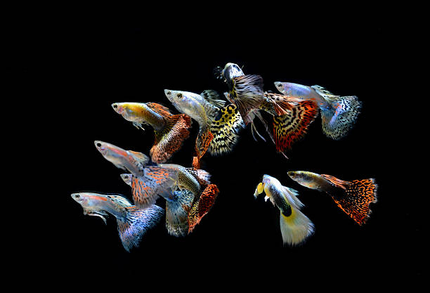 istock fish guppy pet isolated on black background 178837390