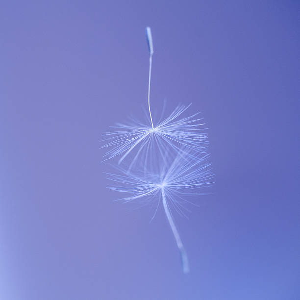 istock seeds of dandelion 178838020