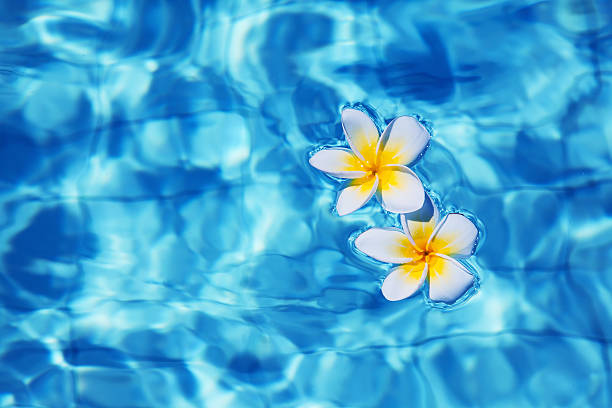 istock Tropical frangipani flower in water 178838086