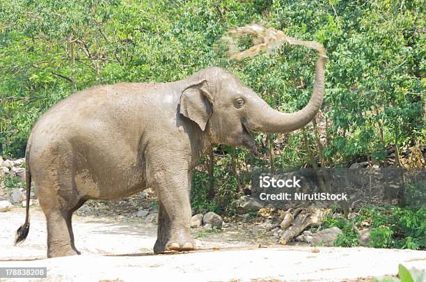 Elephant Stock Photo - Download Image Now - Africa, African Elephant, Animal