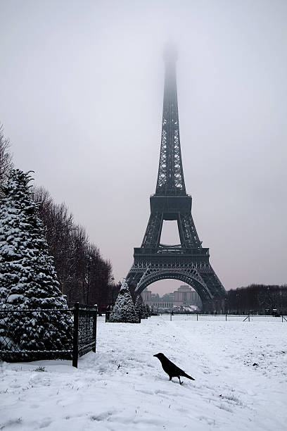 Crow in front of the Eiffel tower