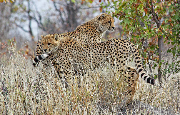 Gepardy (Acinonyx jubatus soemmeringii) – zdjęcie