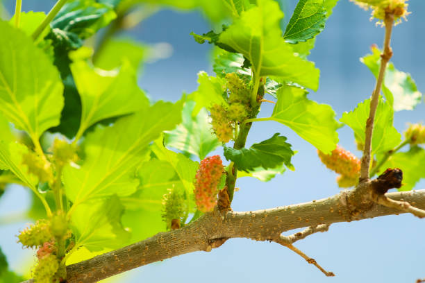 istock mulberry fruit and mulberry leaves 1788384968