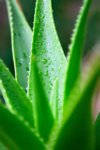 istock Aloe Vera plant 178838766