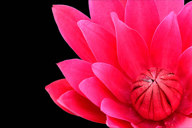 istock Red water lilly isolated on black background 178839135