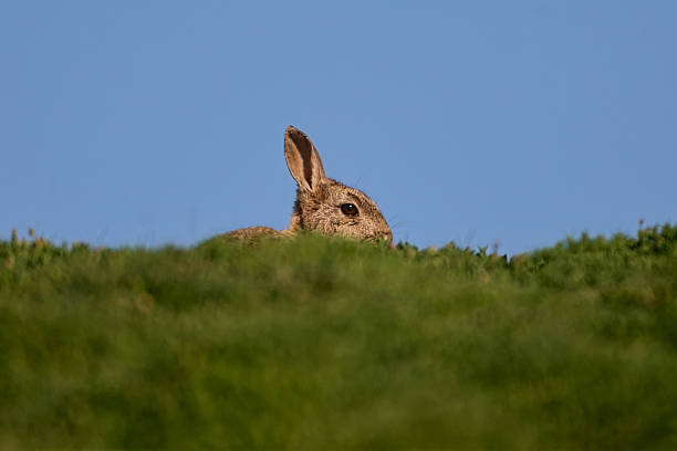 Skokholm Island rabbit on the horizon stock photo