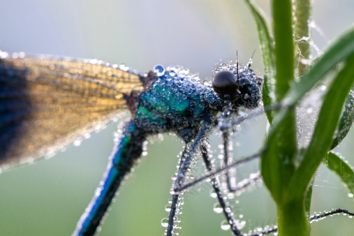 blue dragonfly in dew drops in the morning on a meadow