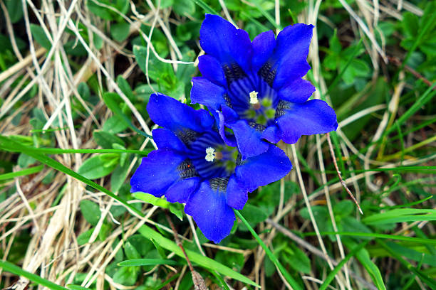 Stunning blue gentian in the European Alps, Switzerland
