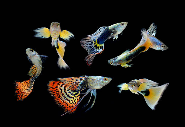 istock fish guppy pet isolated on black background 178839576