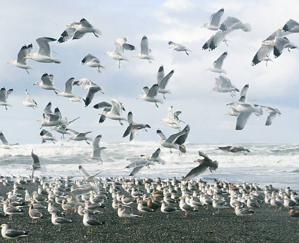 istock seagulls, pebbles and ocean waves 178839646