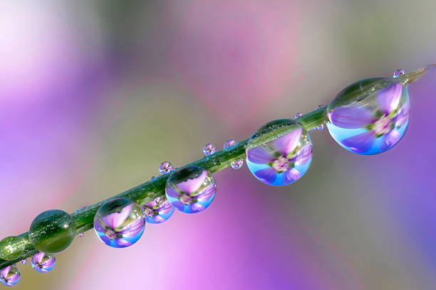 istock reflection of flower on dew 178839829