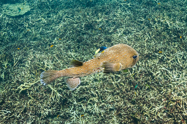 spotfin porcupinefish isola di surin - porcupinefish foto e immagini stock