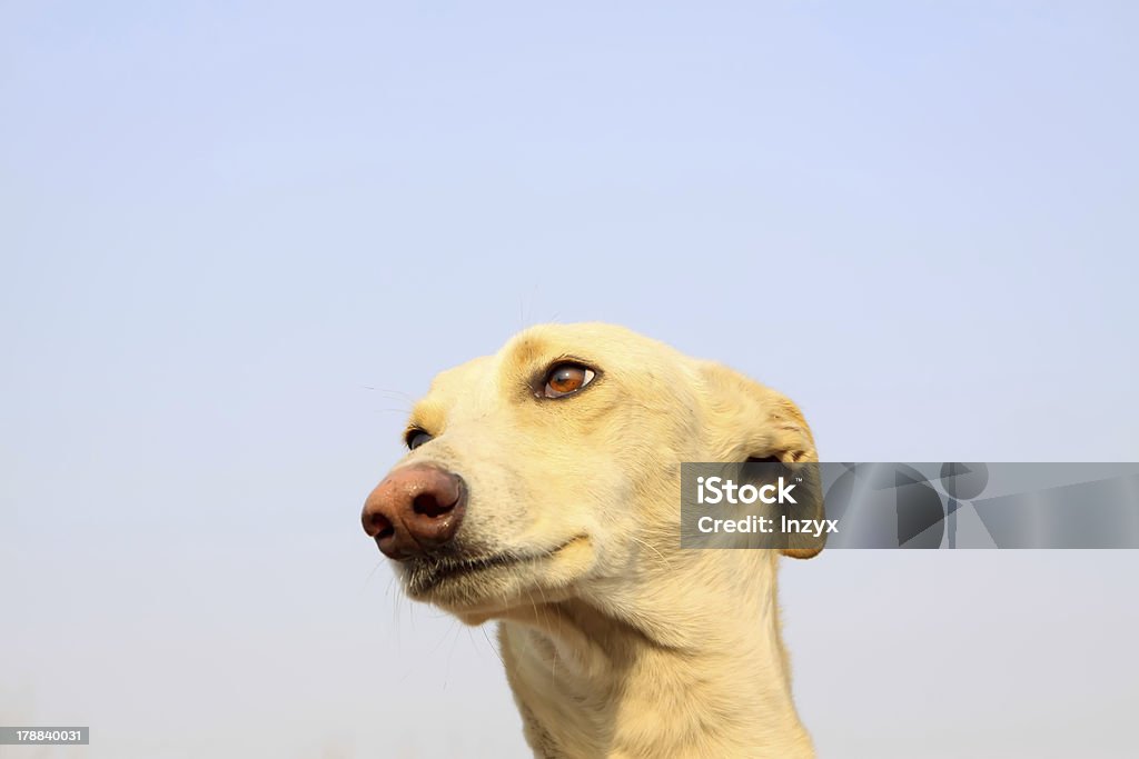 gree cani - Foto stock royalty-free di Ambientazione esterna