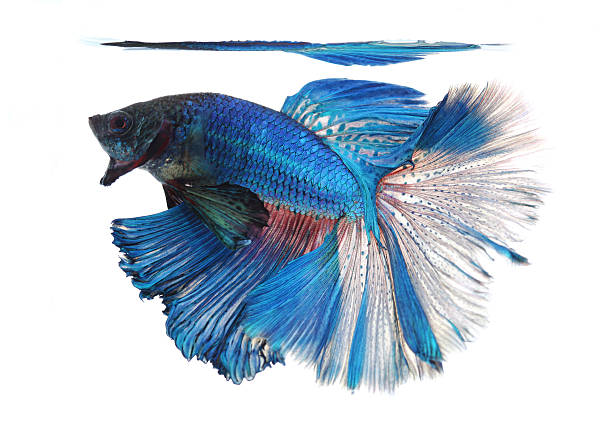 istock Siamese fighting fish isolated on white background, Half Moon 178840410