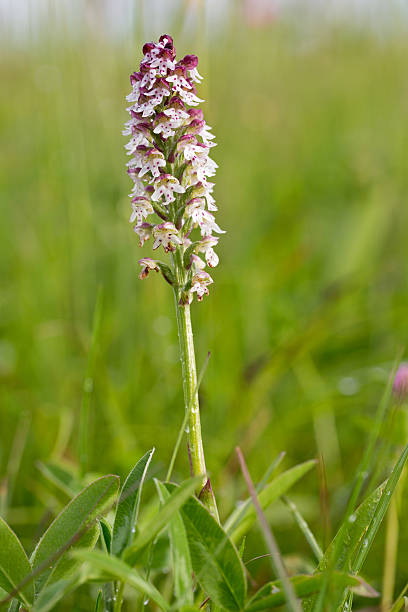 dwarf orchid dwarf orchid orchis ustulata stock pictures, royalty-free photos & images
