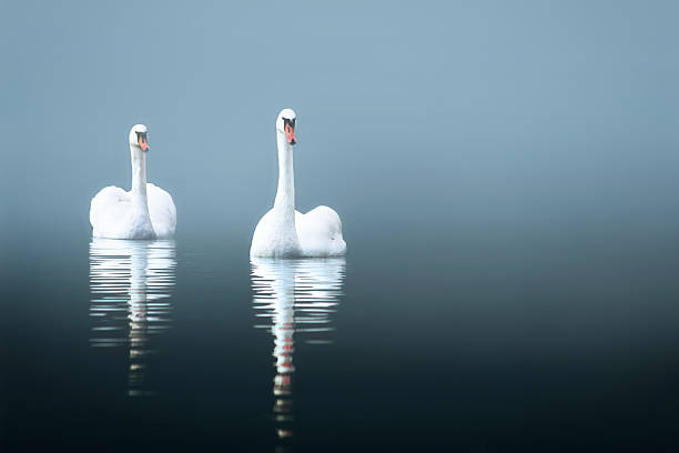 istock Swans in the misty lake 178840552