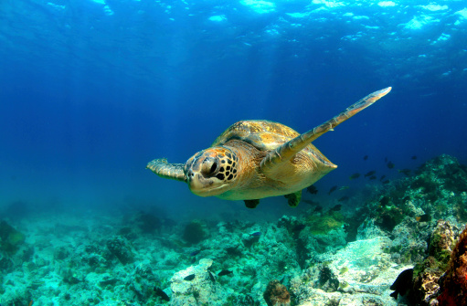 Green sea turtle nadar bajo el agua photo