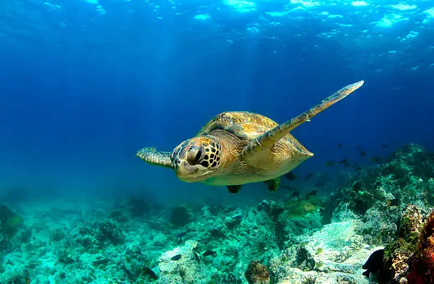 Green sea turtle swimming underwater in lagoon