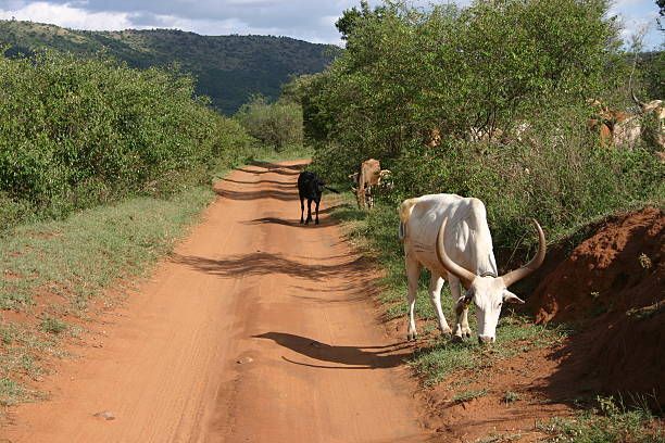 ankole impressionnante longues cornes vache massaï au kenya, afrique - road long dirt footpath photos et images de collection