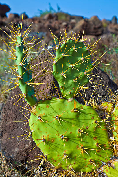 istock detail of large cactus 178841143