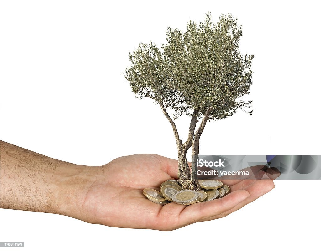 Olive tree en palm como un regalo - Foto de stock de Adulto libre de derechos