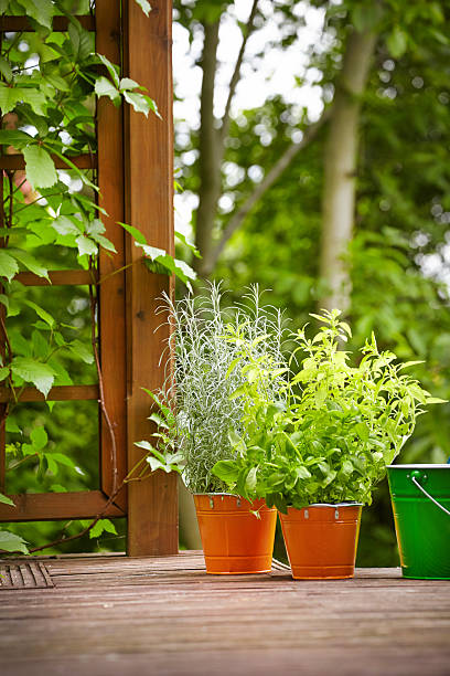 istock concept of gardening and hobby 178841400