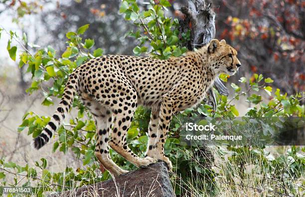 Photo libre de droit de Guépard Acinonyx Jubatus Soemmeringii banque d'images et plus d'images libres de droit de Afrique - Afrique, Animaux de safari, Animaux à l'état sauvage