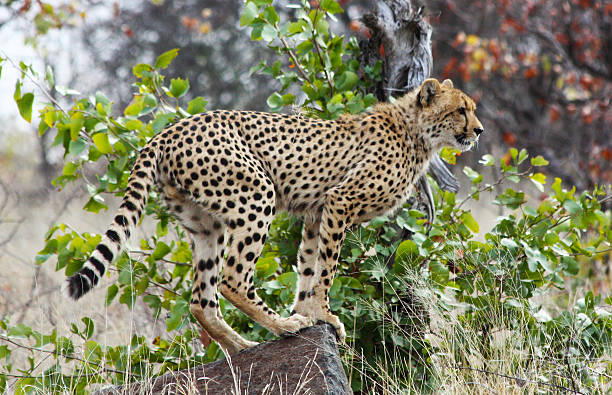 Gepard Acinonyx jubatus soemmeringii – zdjęcie
