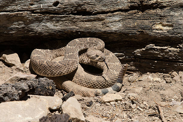 istock Western Diamond Backed Rattlesnake 178841537
