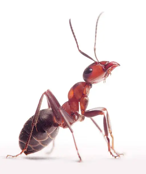 Photo of proud ant formica rufa