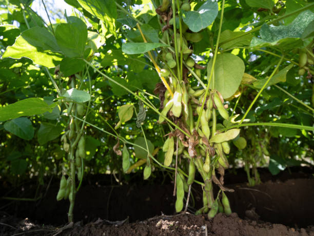 istock Cultivation of edamame 1788420300