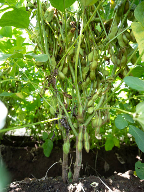 istock Cultivation of edamame 1788420305