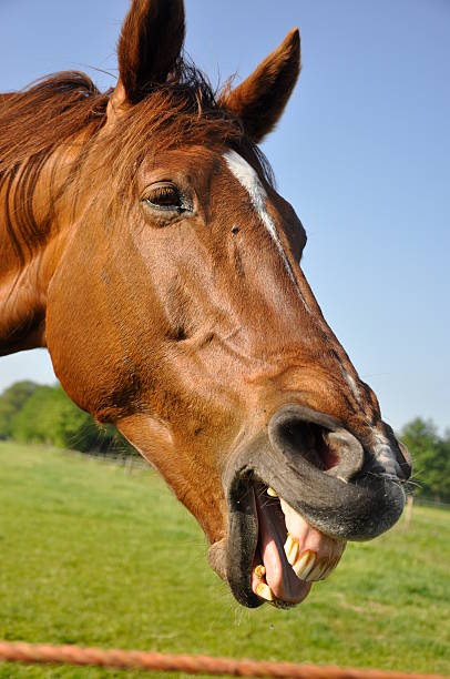 rir cavalo - wouter imagens e fotografias de stock