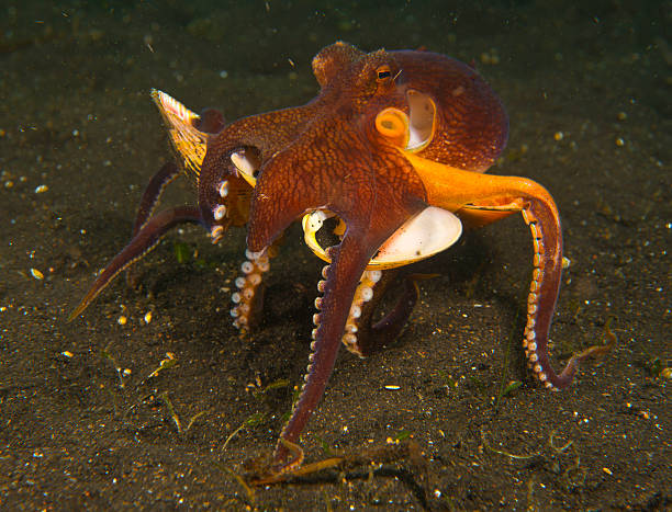 istock Amphioctopus marginatus 178842394