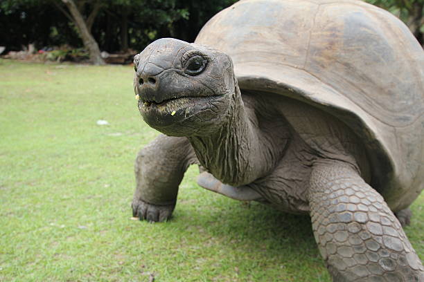 istock Aldabra Giant Tortoise, Aldabrachelys gigantea, Seychelles 178842421