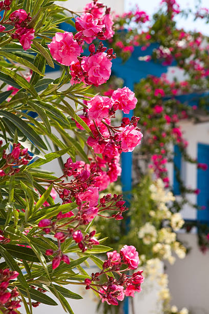 istock Flowers in Santorini, Greece 178842672