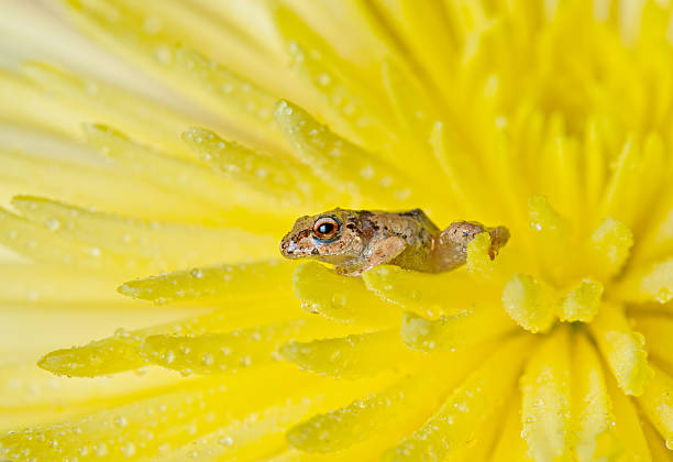 Tiny Frog stock photo