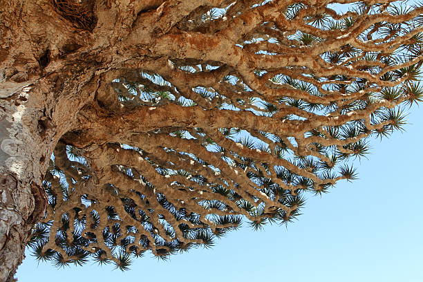 istock Spiky leaves of Dragon tree 178842776