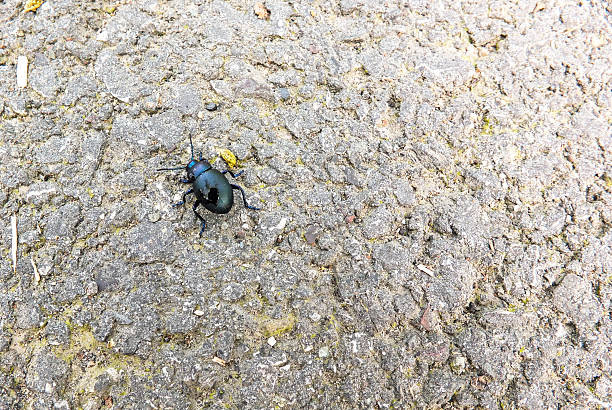 besouro - hypholoma fasciculare - fotografias e filmes do acervo